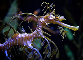 Dallas Aquarium