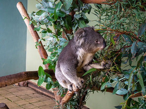 Illumina, San Diego Zoo sequence koala genomes for disease - The San Diego  Union-Tribune